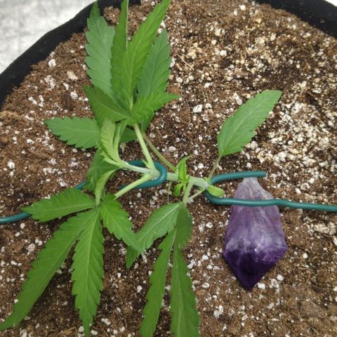 Critical Widow growlog timeline photo