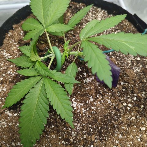 Critical Widow growlog timeline photo