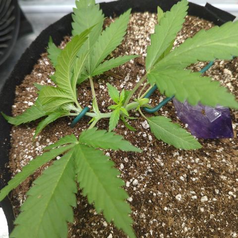 Critical Widow growlog photo: Lst adjustment. May release all tomorrow and let her straighten out a bit before doing more 