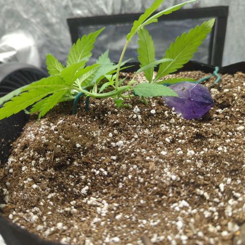 Critical Widow growlog photo: Lst adjustment. May release all tomorrow and let her straighten out a bit before doing more 