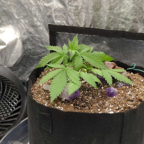 Critical Widow growlog timeline photo