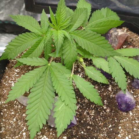Critical Widow growlog timeline photo