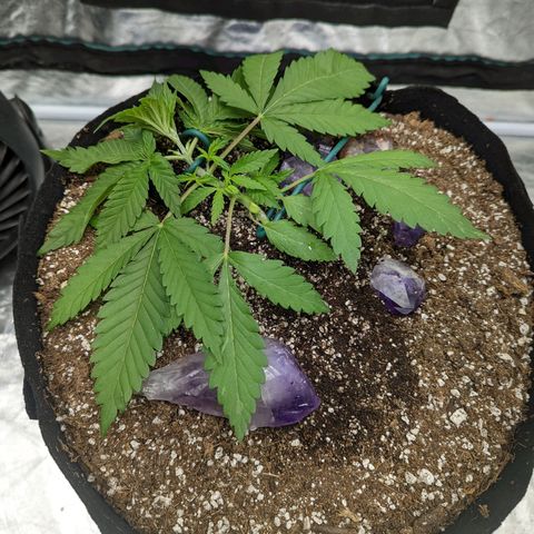 Critical Widow growlog photo: Resecured Lst after watering. Stones to keep leaves out of moist soil 