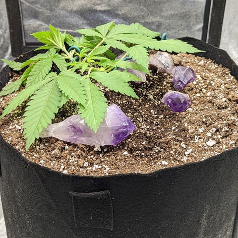 Critical Widow growlog photo: Resecured Lst after watering. Stones to keep leaves out of moist soil 