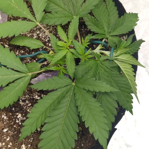 Critical Widow growlog timeline photo