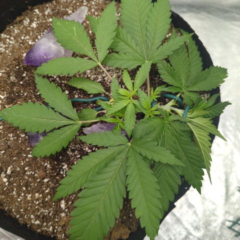 Critical Widow growlog timeline photo