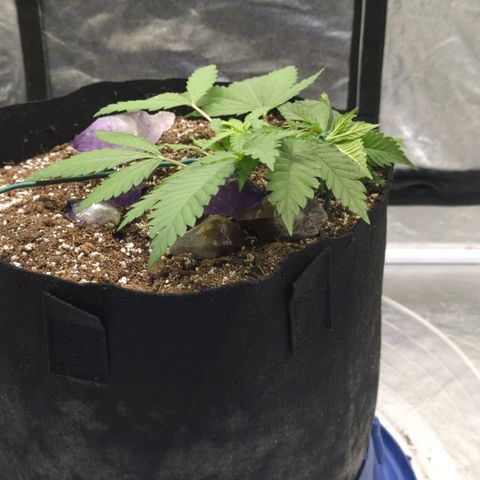 Critical Widow growlog timeline photo