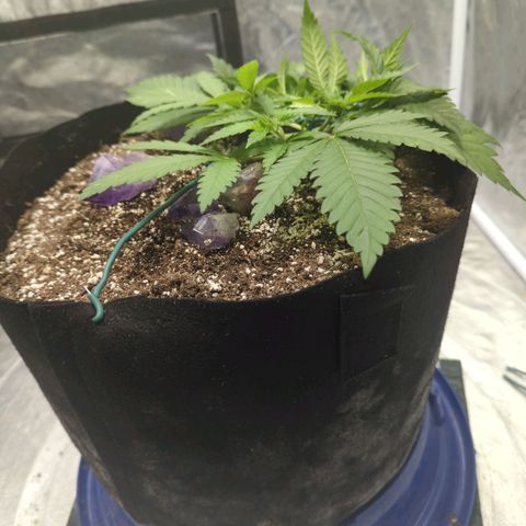 Critical Widow growlog timeline photo