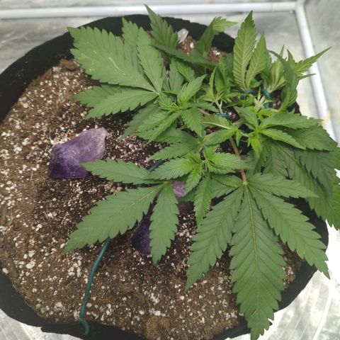 Critical Widow growlog timeline photo