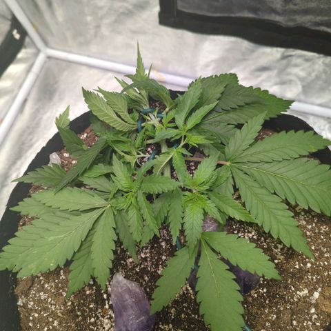 Critical Widow growlog timeline photo