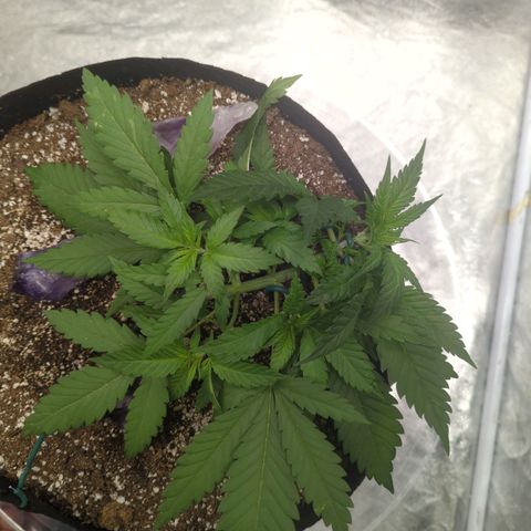 Critical Widow growlog timeline photo