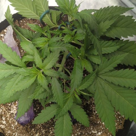 Critical Widow growlog timeline photo