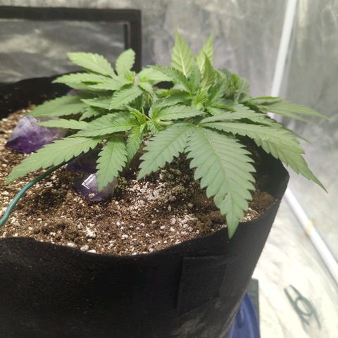 Critical Widow growlog timeline photo