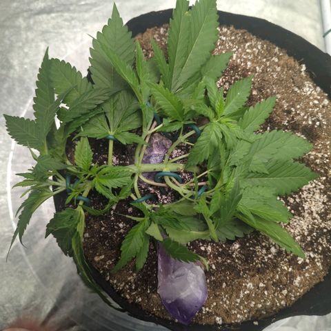 Critical Widow growlog timeline photo