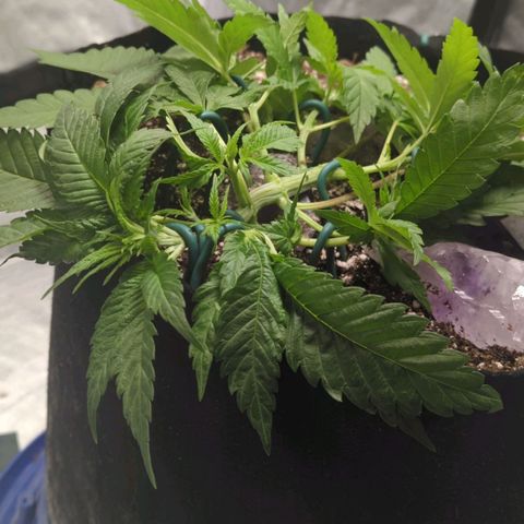 Critical Widow growlog timeline photo