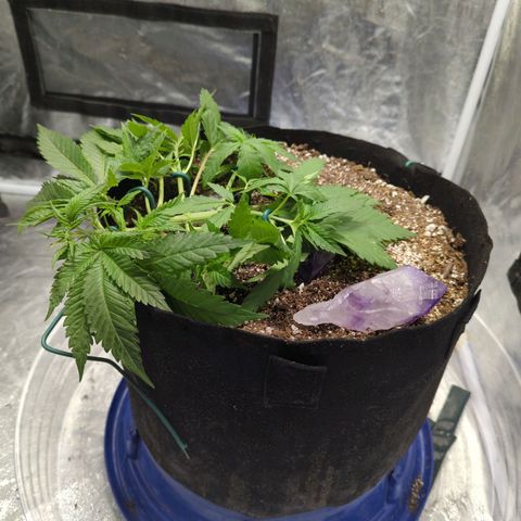 Critical Widow growlog timeline photo