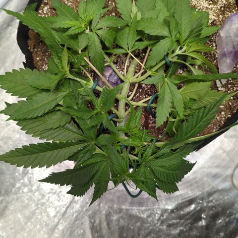 Critical Widow growlog timeline photo
