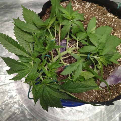 Critical Widow growlog timeline photo