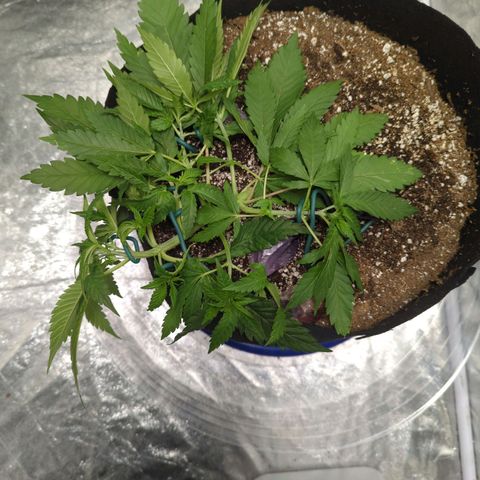 Critical Widow growlog timeline photo