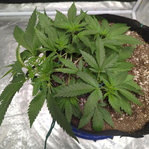 Critical Widow growlog timeline photo