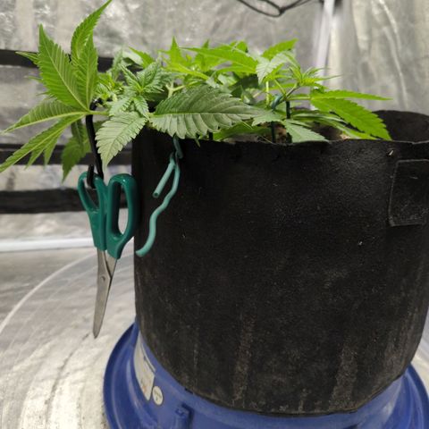 Critical Widow growlog timeline photo