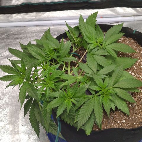 Critical Widow growlog timeline photo