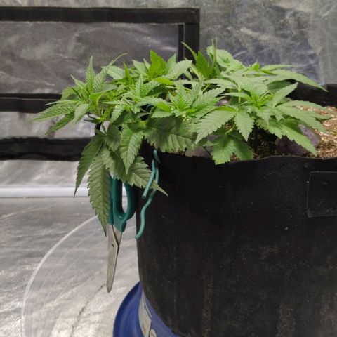 Critical Widow growlog timeline photo