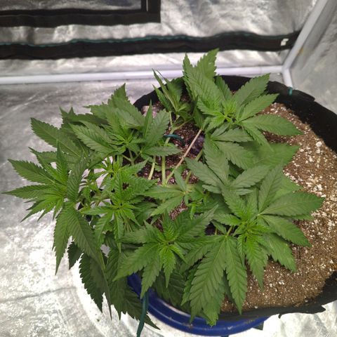 Critical Widow growlog timeline photo