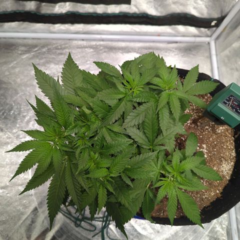 Critical Widow growlog photo: Lst ties off... scissors weight still on