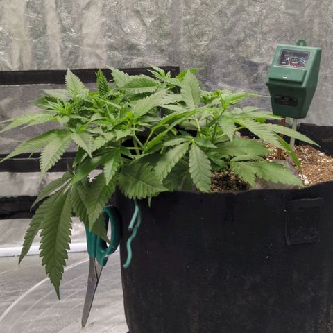 Critical Widow growlog photo: Lst ties off... scissors weight still on