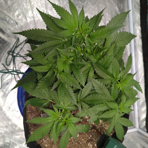 Critical Widow growlog photo: Lst ties off... scissors weight still on