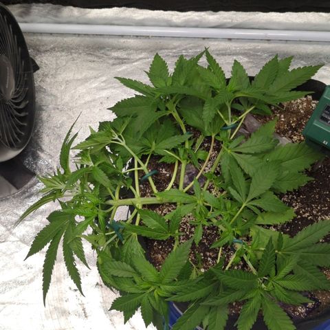 Critical Widow growlog timeline photo
