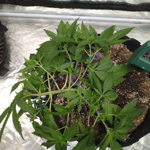 Critical Widow growlog timeline photo
