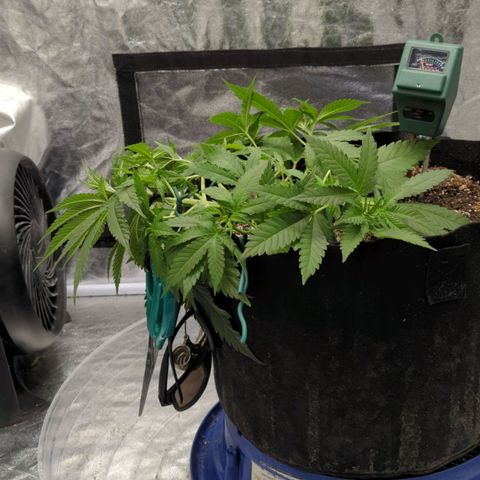 Critical Widow growlog timeline photo
