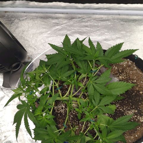 Critical Widow growlog timeline photo