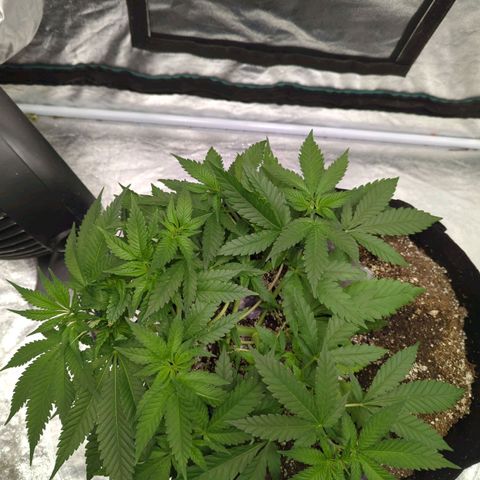 Critical Widow growlog timeline photo