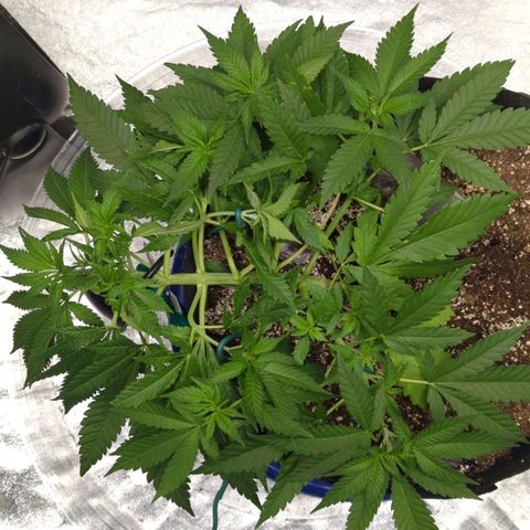Critical Widow growlog timeline photo