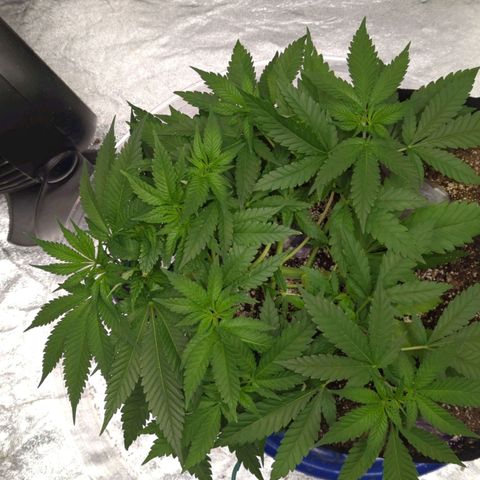 Critical Widow growlog timeline photo