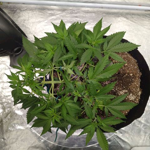 Critical Widow growlog timeline photo