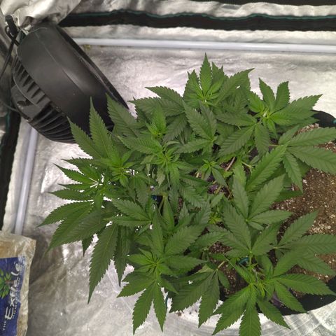 Critical Widow growlog timeline photo