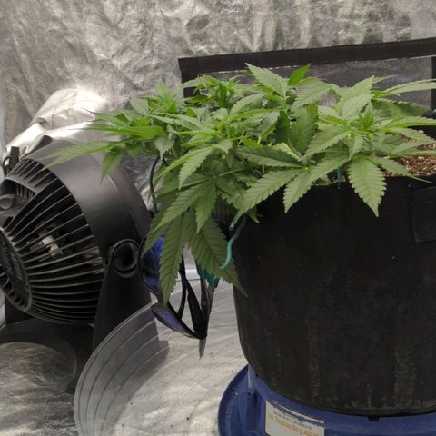 Critical Widow growlog timeline photo