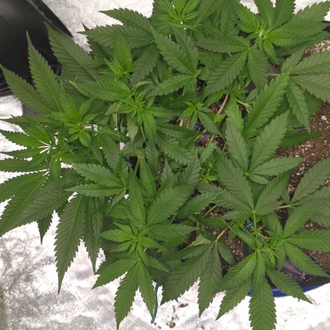 Critical Widow growlog timeline photo