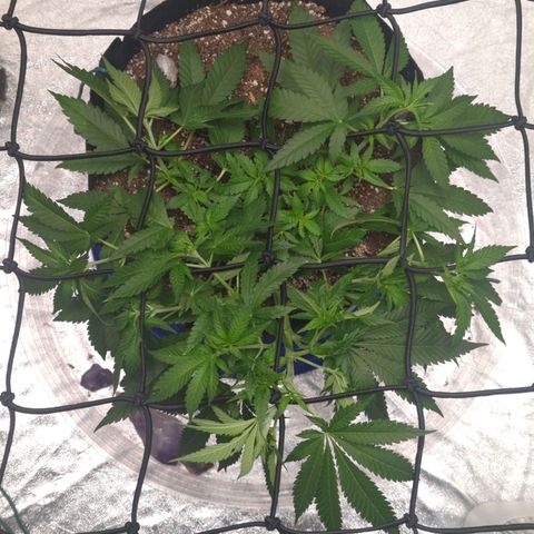 Critical Widow growlog timeline photo