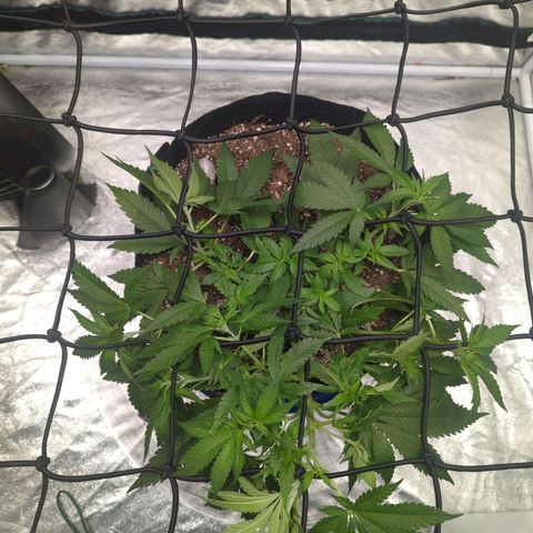 Critical Widow growlog timeline photo