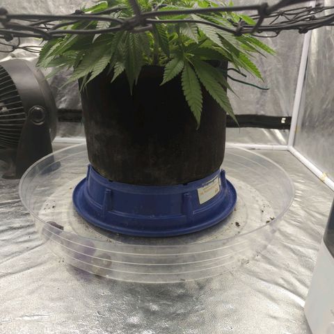 Critical Widow growlog timeline photo