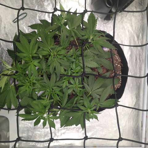Critical Widow growlog timeline photo