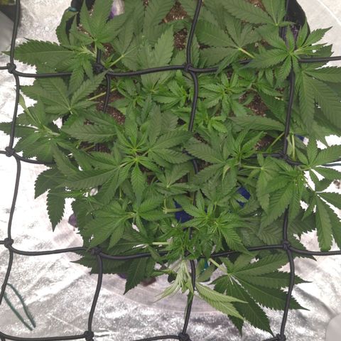 Critical Widow growlog timeline photo
