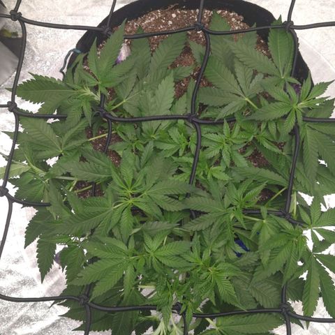Critical Widow growlog timeline photo