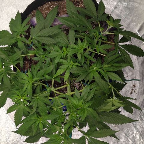 Critical Widow growlog photo: After raising screen...restarted lst