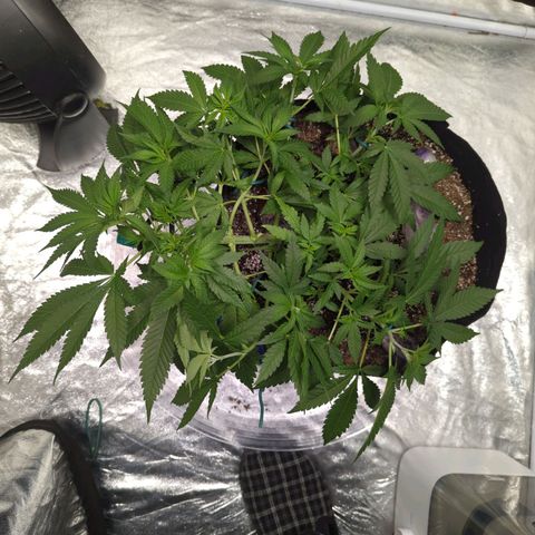 Critical Widow growlog photo: After raising screen...restarted lst